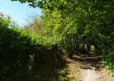 Sentier bordé d'arbres dans la réserve naturelle de l'Escaille, capturé par Denis Closon, mettant en avant la beauté tranquille de la nature.