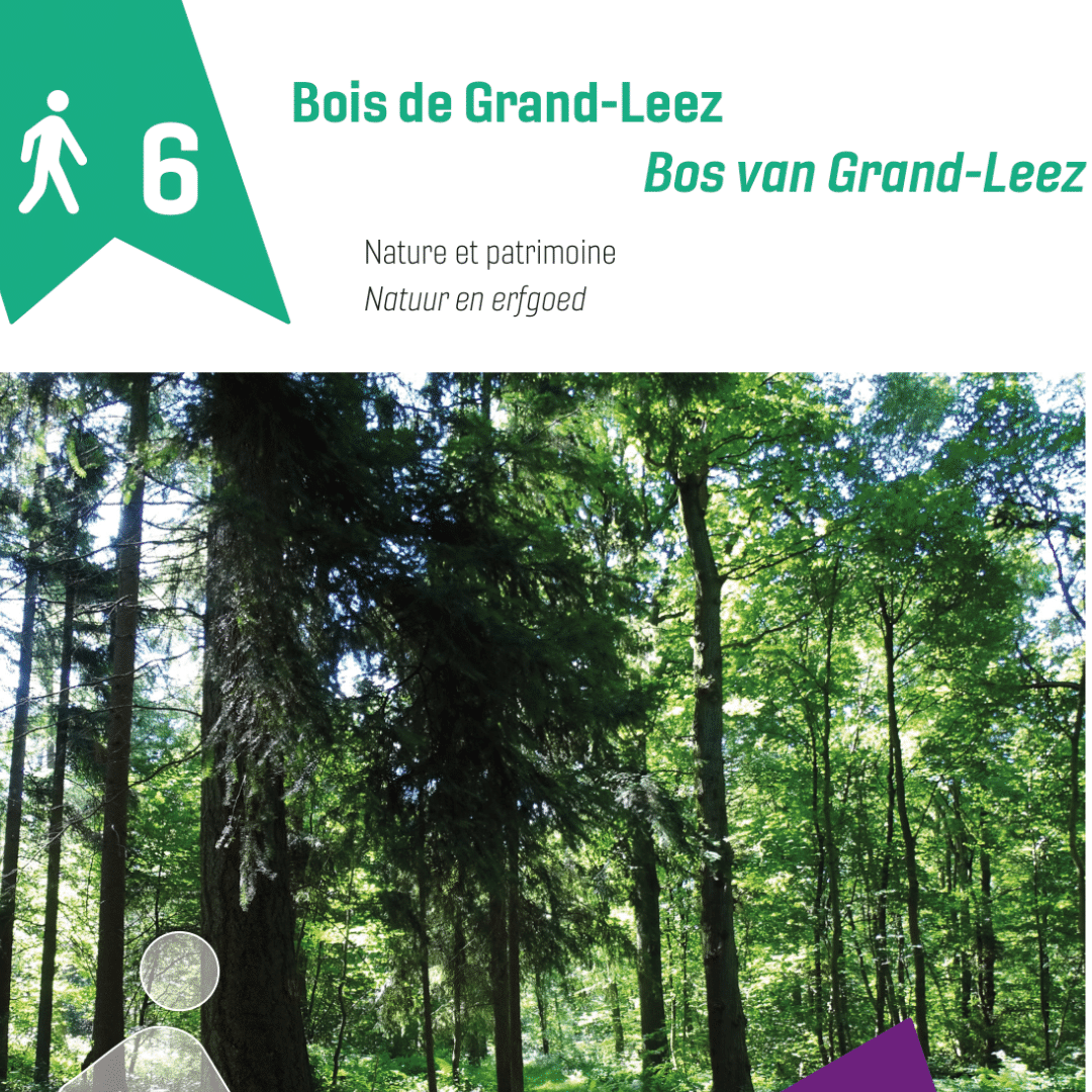 Balade bois de grand-leez