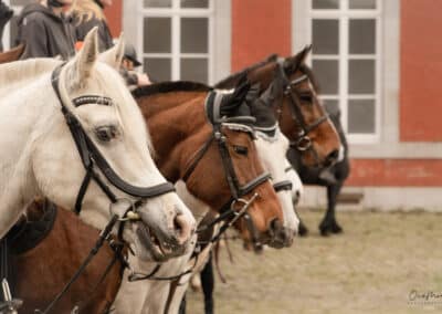 3 chevaux Saint-Hubert 2024 à Gembloux