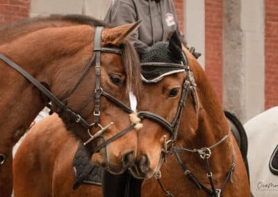 câlin de deux chevaux Saint-Hubert 2024 à Gembloux