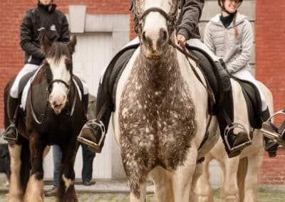 Chevaux à l'abbaye de Gembloux