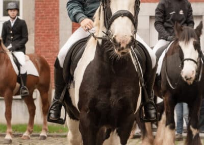 Cheval et cavalière à Gembloux lors de la St-Hubert