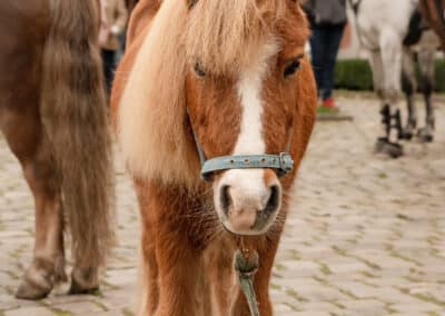 Poney Saint-Hubert 2024 à Gembloux