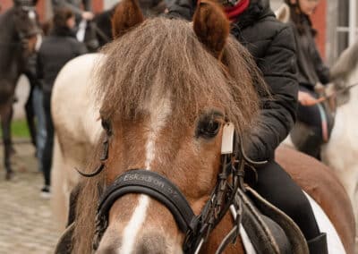 Poney à la Saint-Hubert 2024 à Gembloux