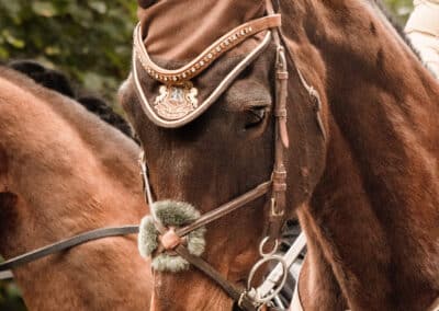 Cheval avec superbe décoration sur sa tête