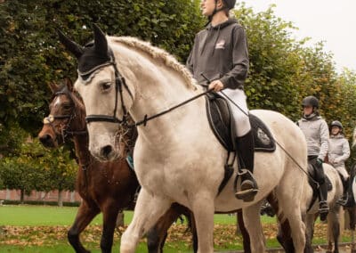 Cheval blanc à Gembloux