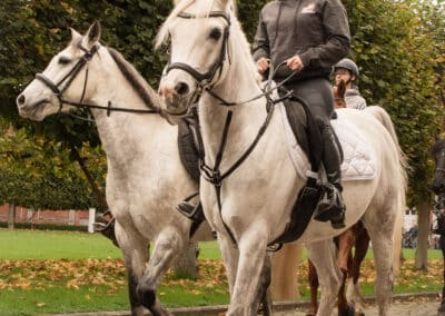 chevaux à l'abbaye de Gembloux