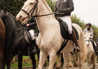 Cheval blanc à Gembloux