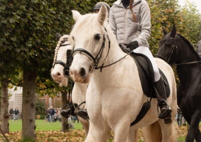 Chevaux Gembloux