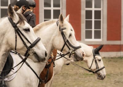 portrait de chevaux lors de la Saint-Hubert 2024 à Gembloux