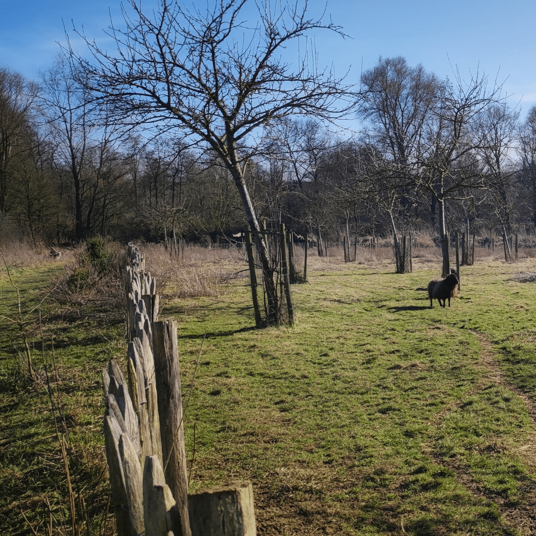 réserve naturelle de l'Escaille avec mouton