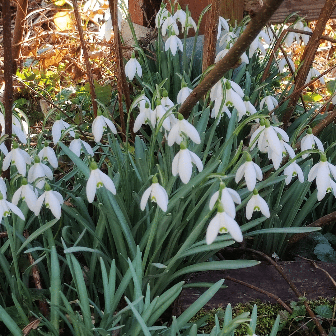 fleur annonçant le printemps sur la balade Abbé Legrain